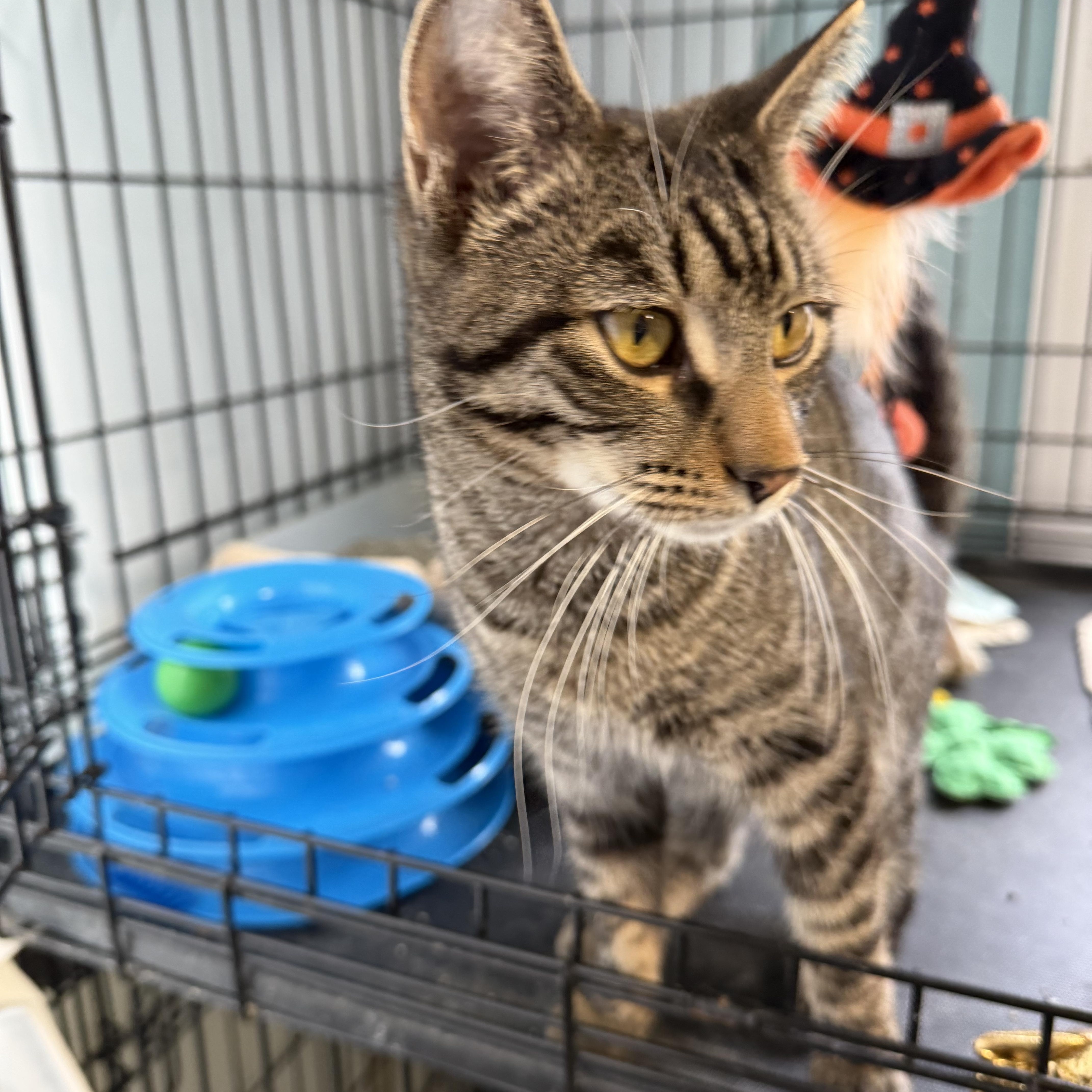 Enlarge Ace, an adopted Domestic Short Hair in Warren, OH image 3/3