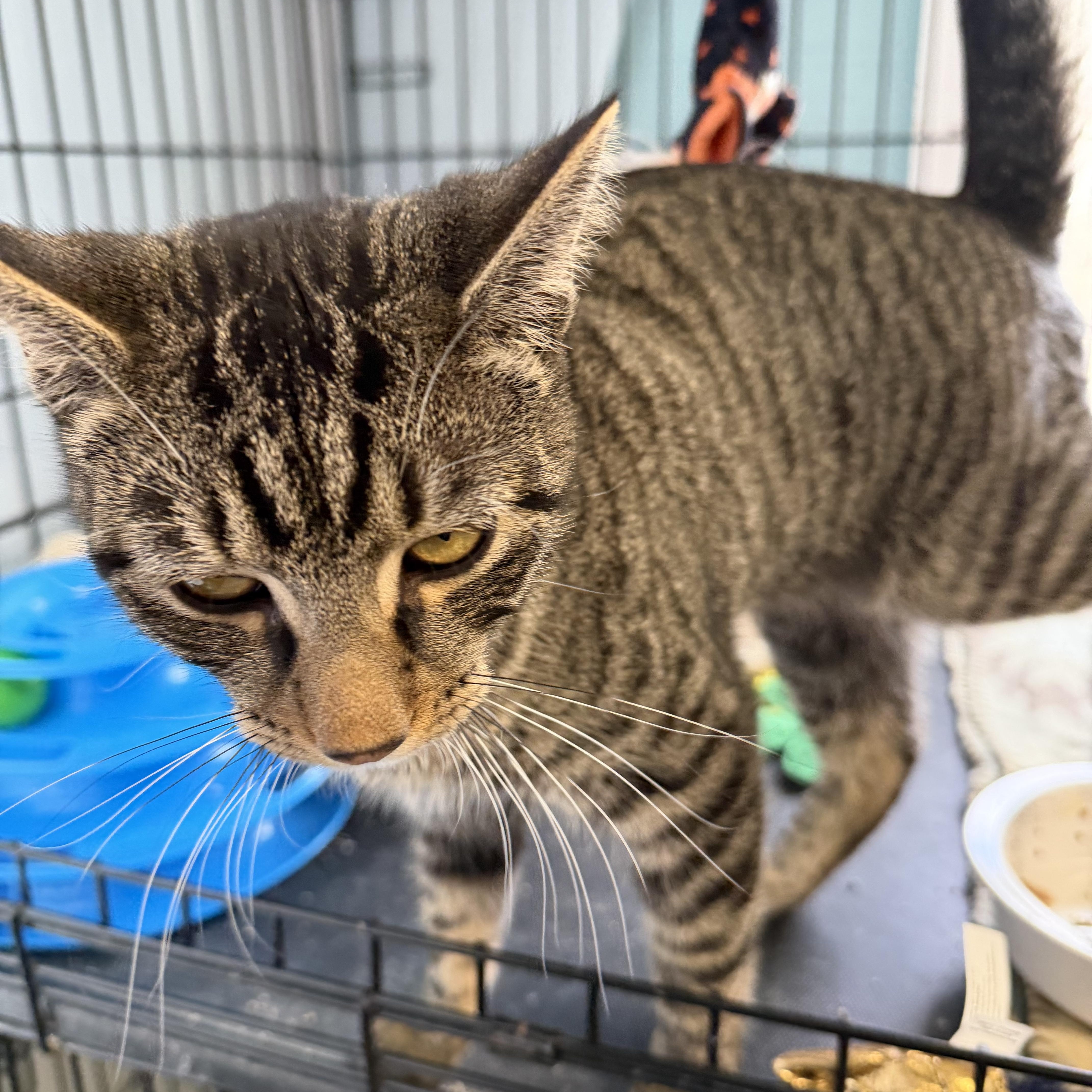 Enlarge Ace, an adopted Domestic Short Hair in Warren, OH image 2/3