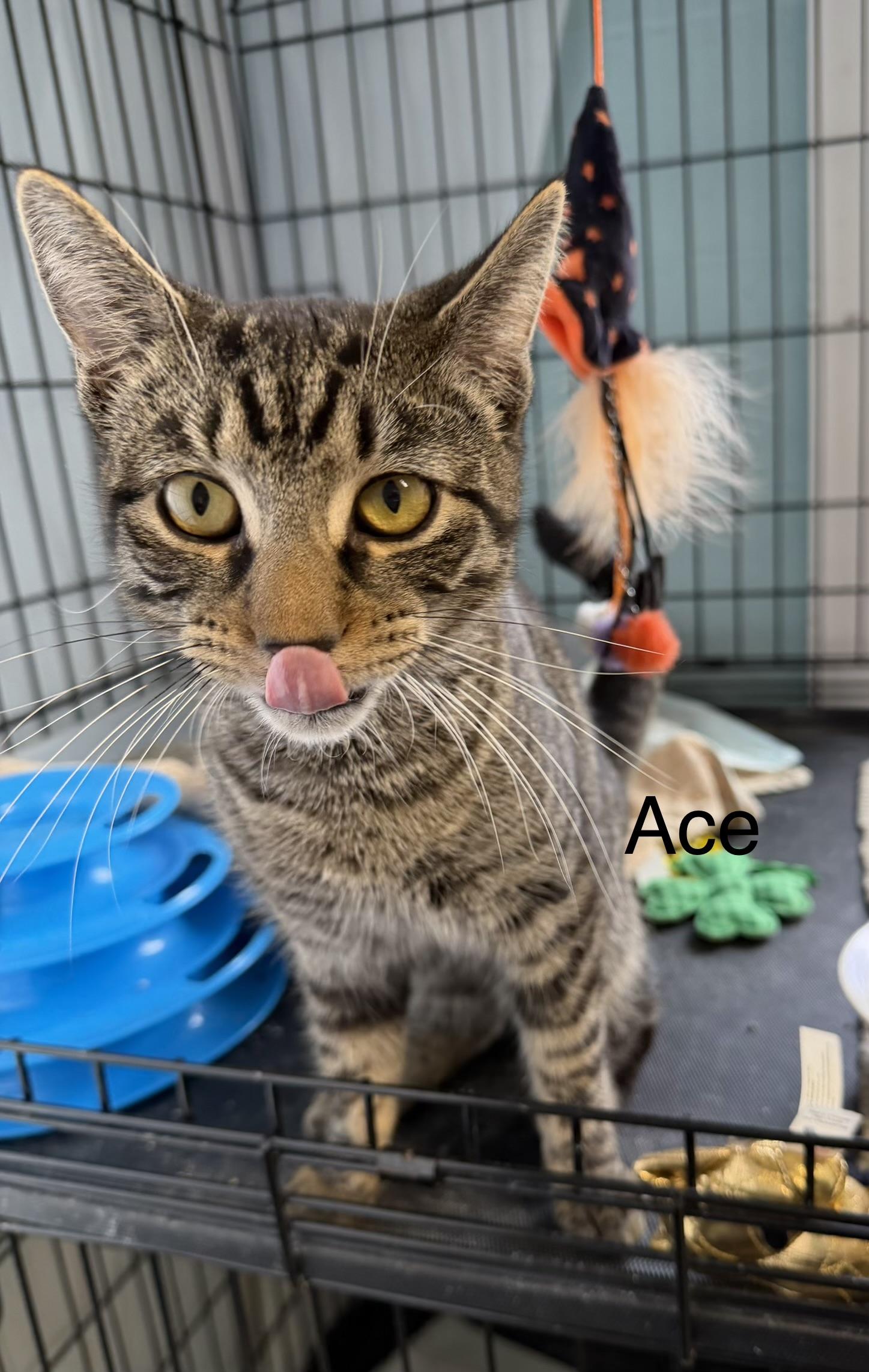 Enlarge Ace, an adopted Domestic Short Hair in Warren, OH image 1/3