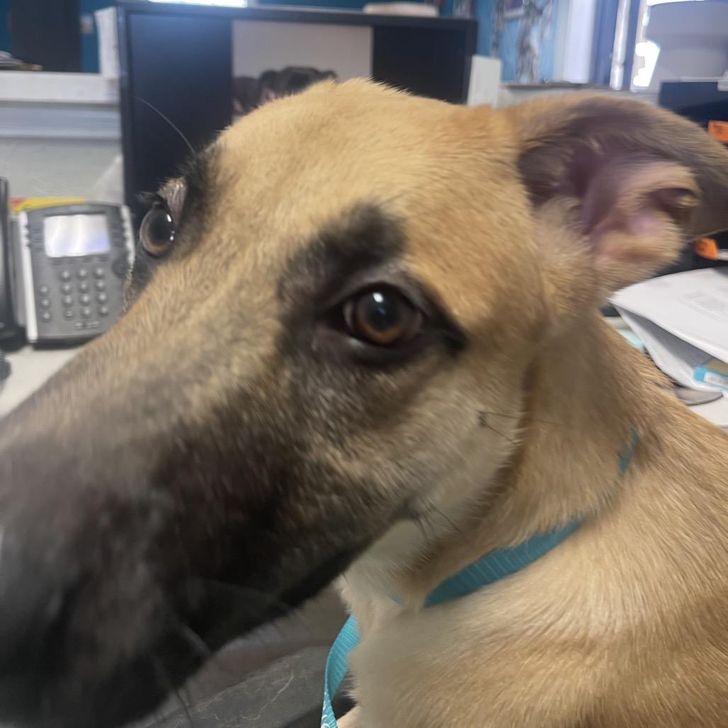 Shaggy, Adoptable, Young Male Black Mouth Cur.