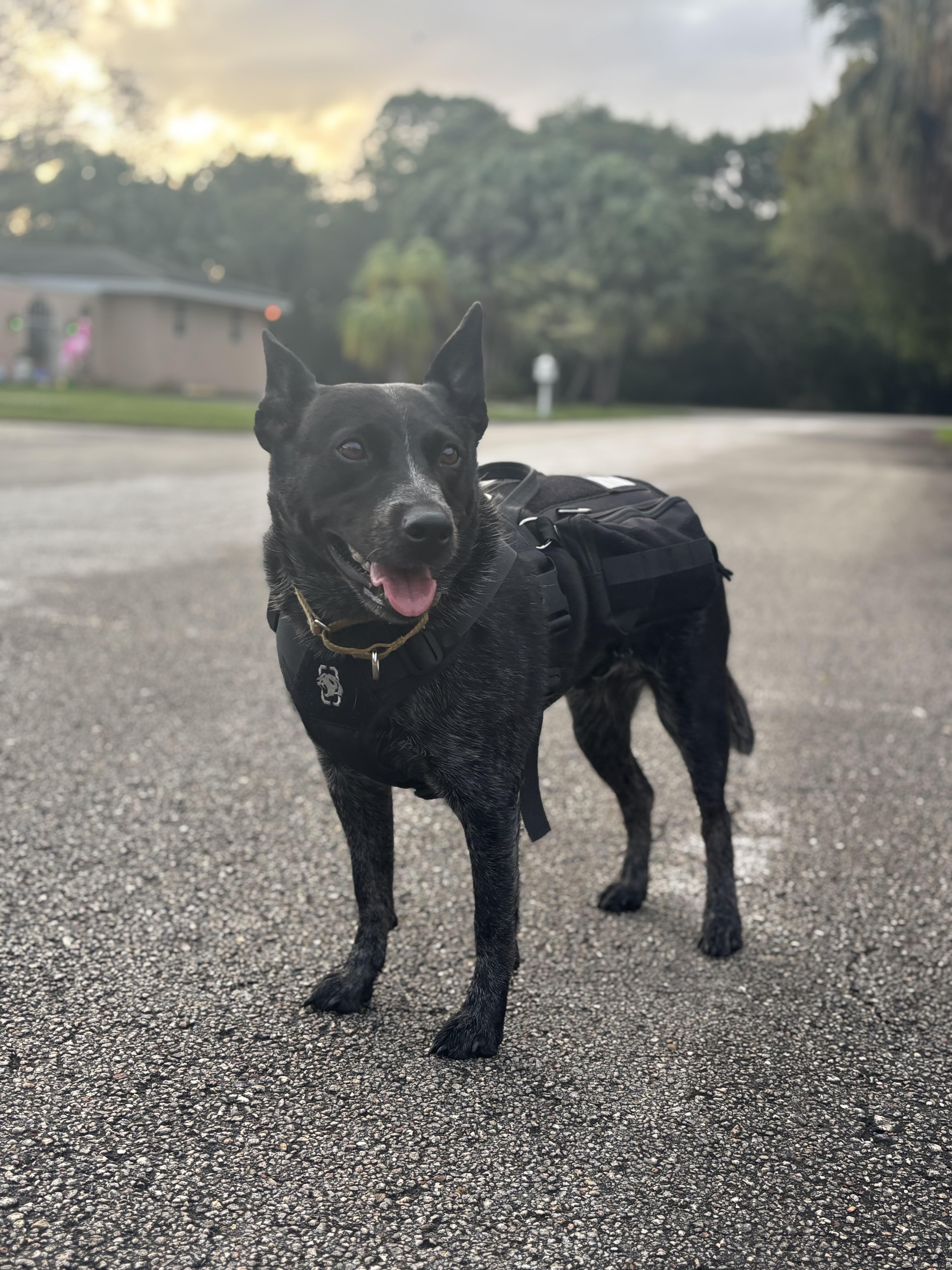 Faith-TRAINED DOG, adopted, Young Female Cattle Dog.