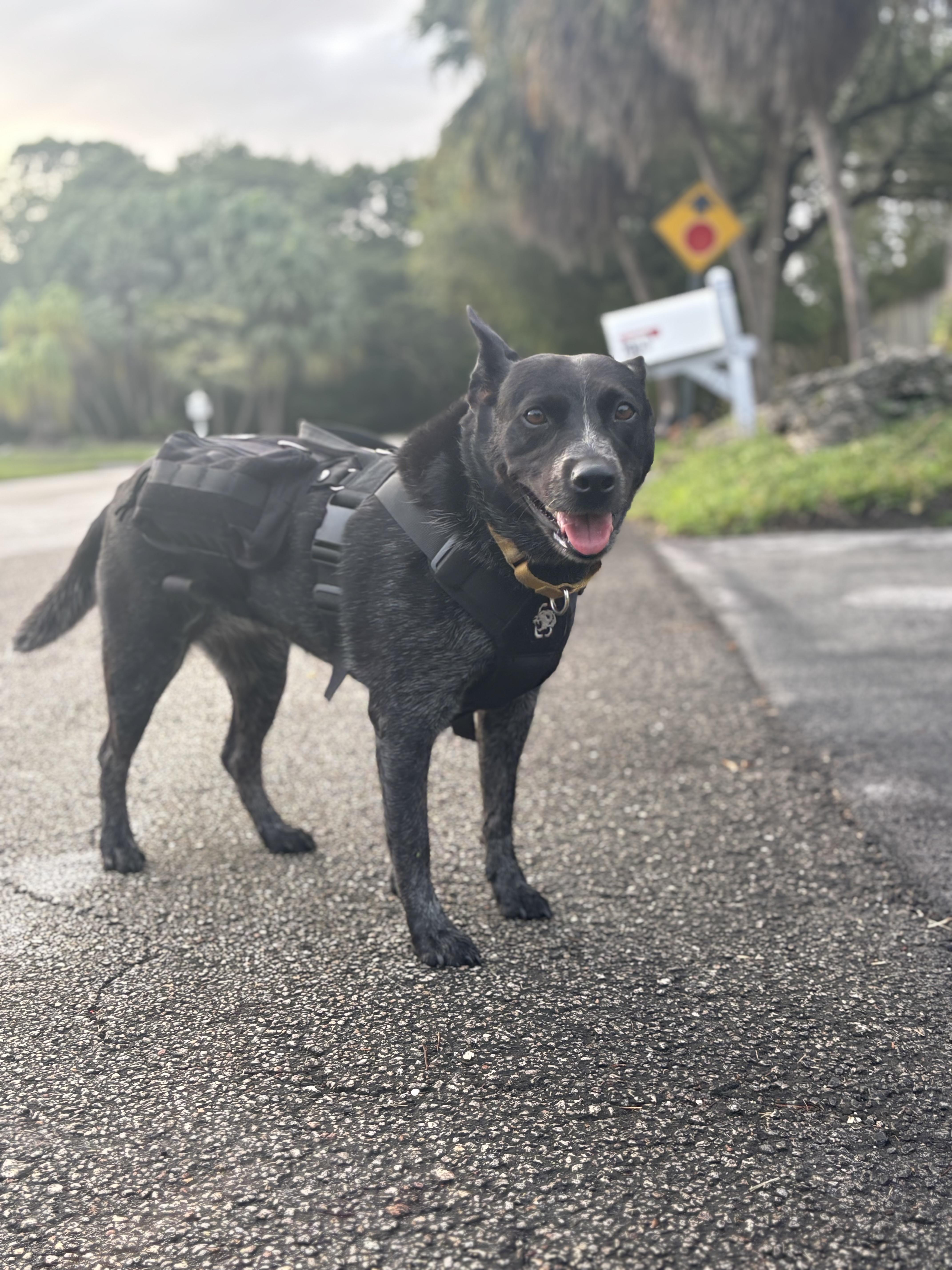 Enlarge Faith-TRAINED DOG, an adopted Cattle Dog in Miami, FL image 2/2