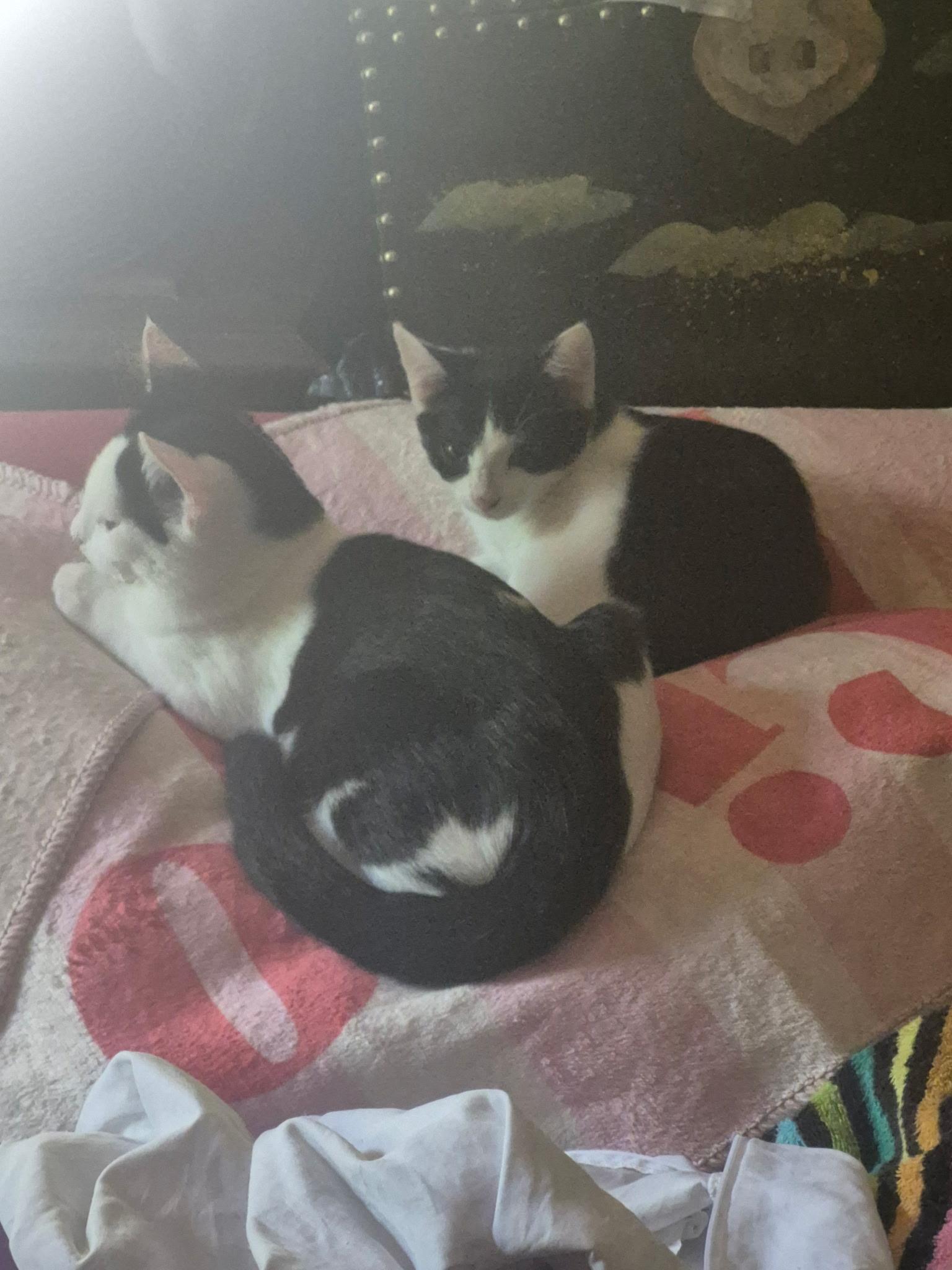 Enlarge Jazz, a ADOPTABLE American Shorthair in Athens, GA image 2/2