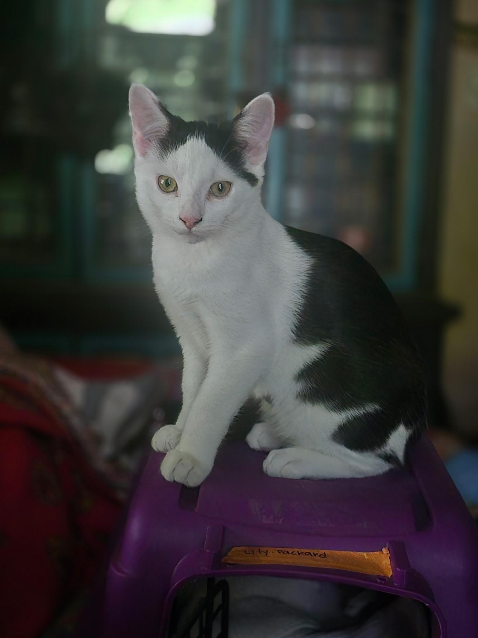 Jazz, ADOPTABLE, Young Male American Shorthair.