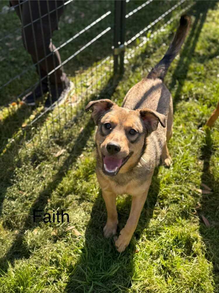 Enlarge Faith (AVAILABLE 2/16), a Adoptable mixed breed in Leverett, MA image 1/1