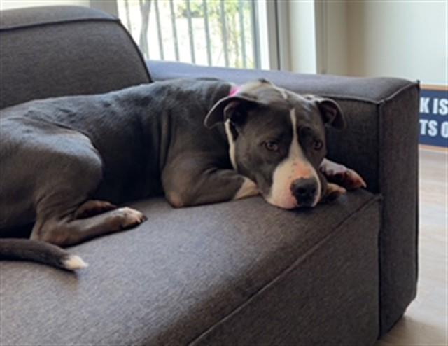 SHAY, Adoptable, Adult Female American Bulldog & Mixed Breed.