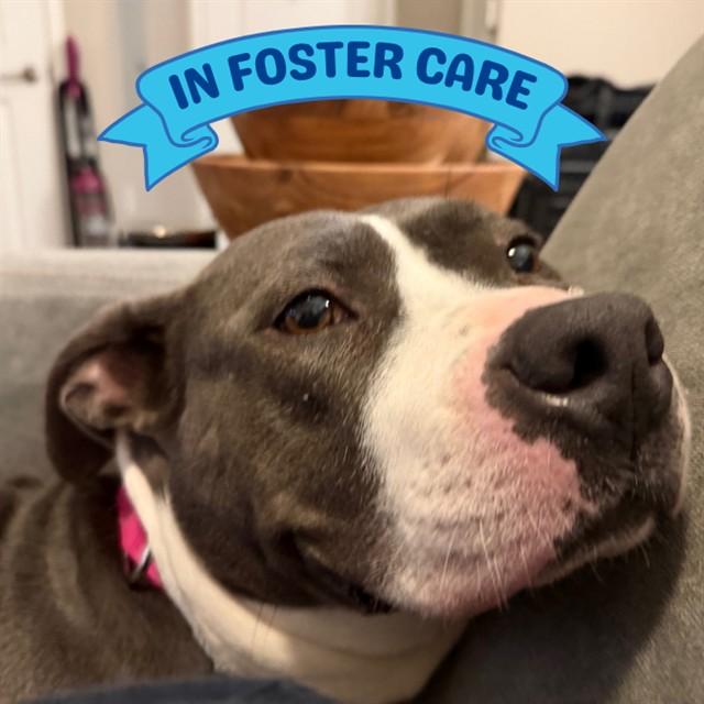SHAY, Adoptable, Adult Female American Bulldog & Mixed Breed.