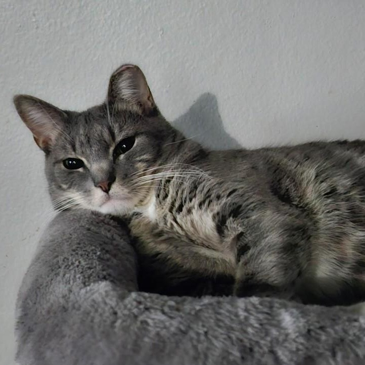 Pickles Junior - Sweet troublemaker