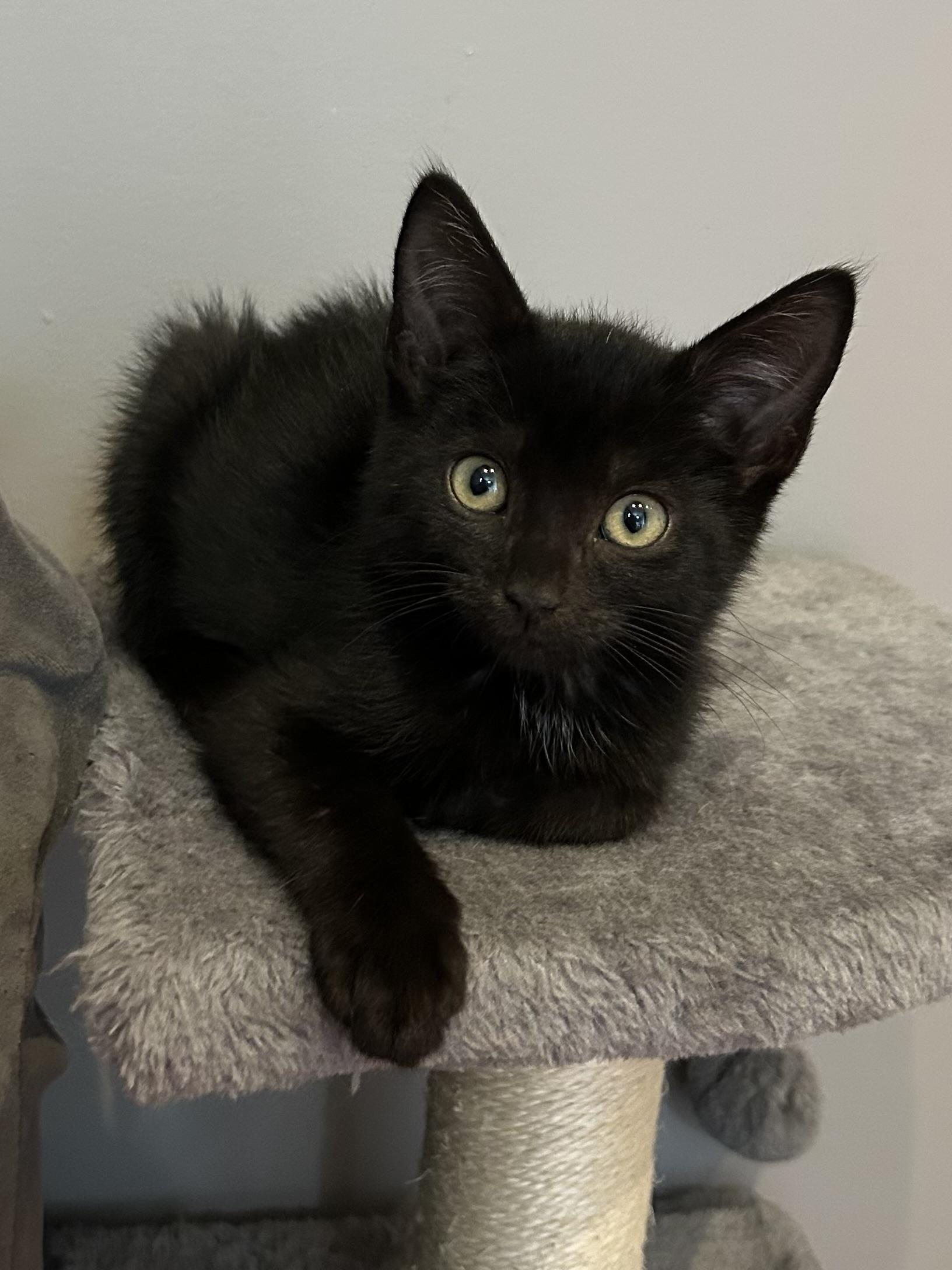 Licorice, Adoptable, Kitten Male Domestic Short Hair.