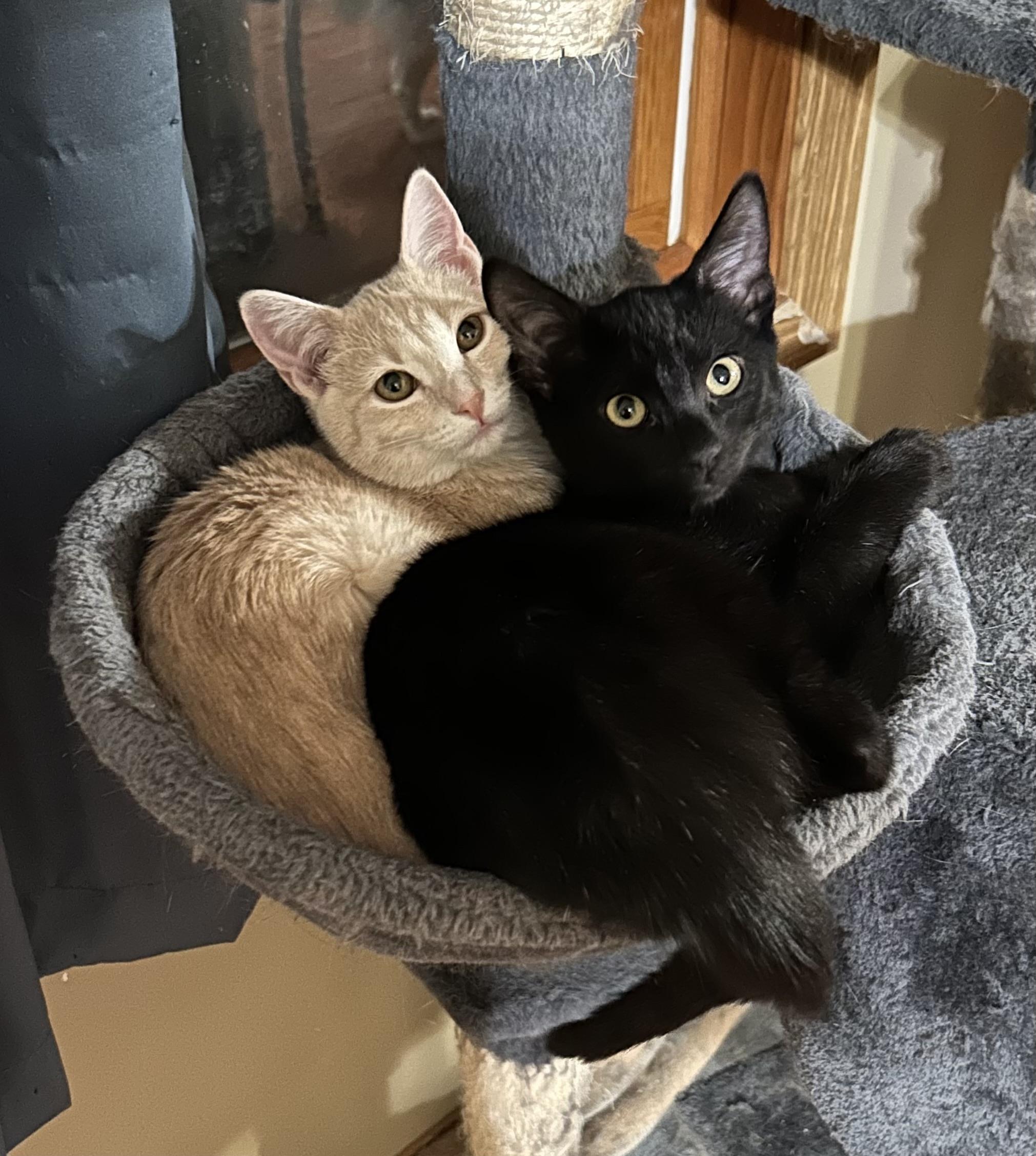 Licorice, a Adoptable Domestic Short Hair in Decatur, IL image 6/6