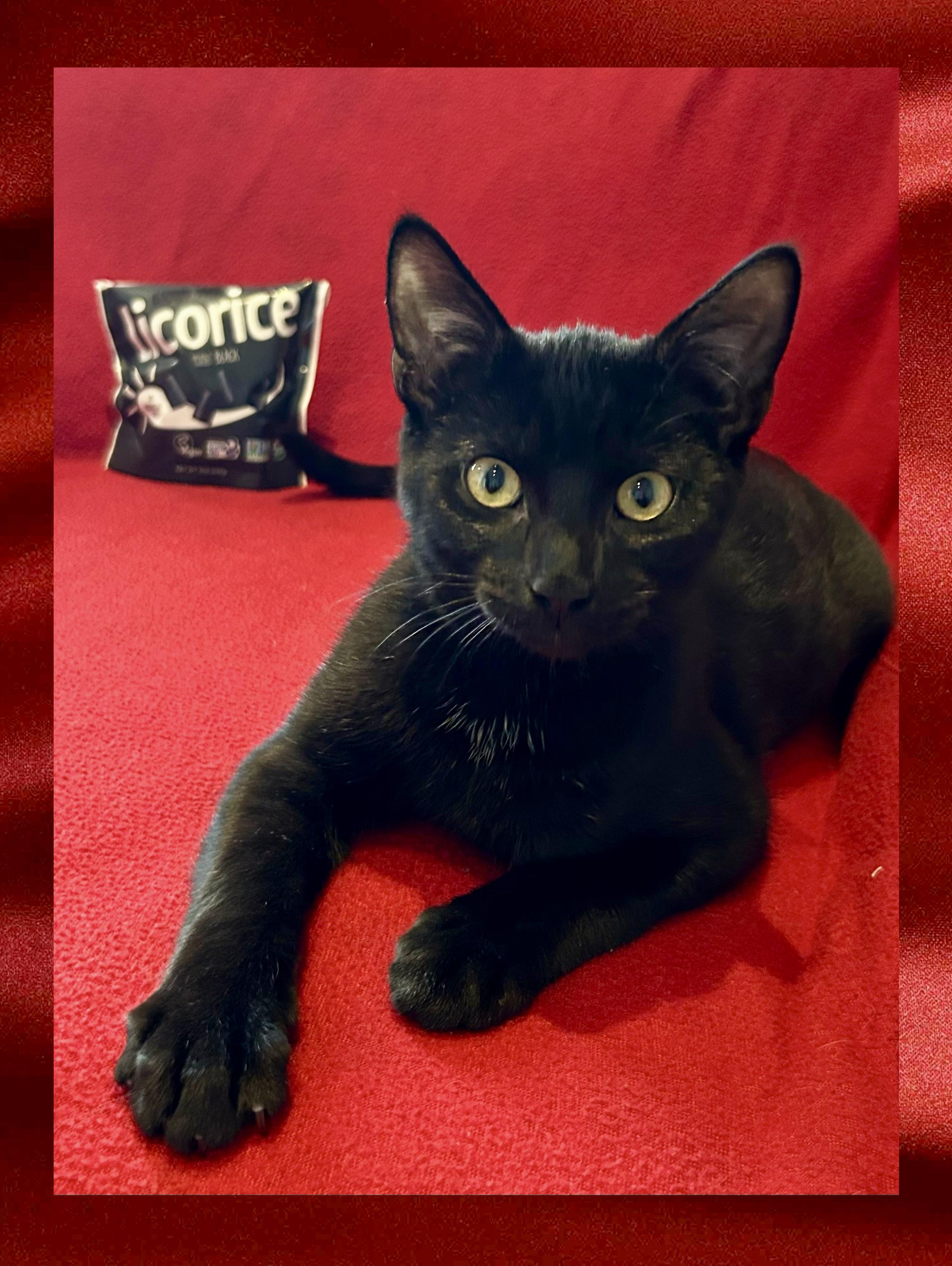 Licorice, a Adoptable Domestic Short Hair in Decatur, IL image 1/6