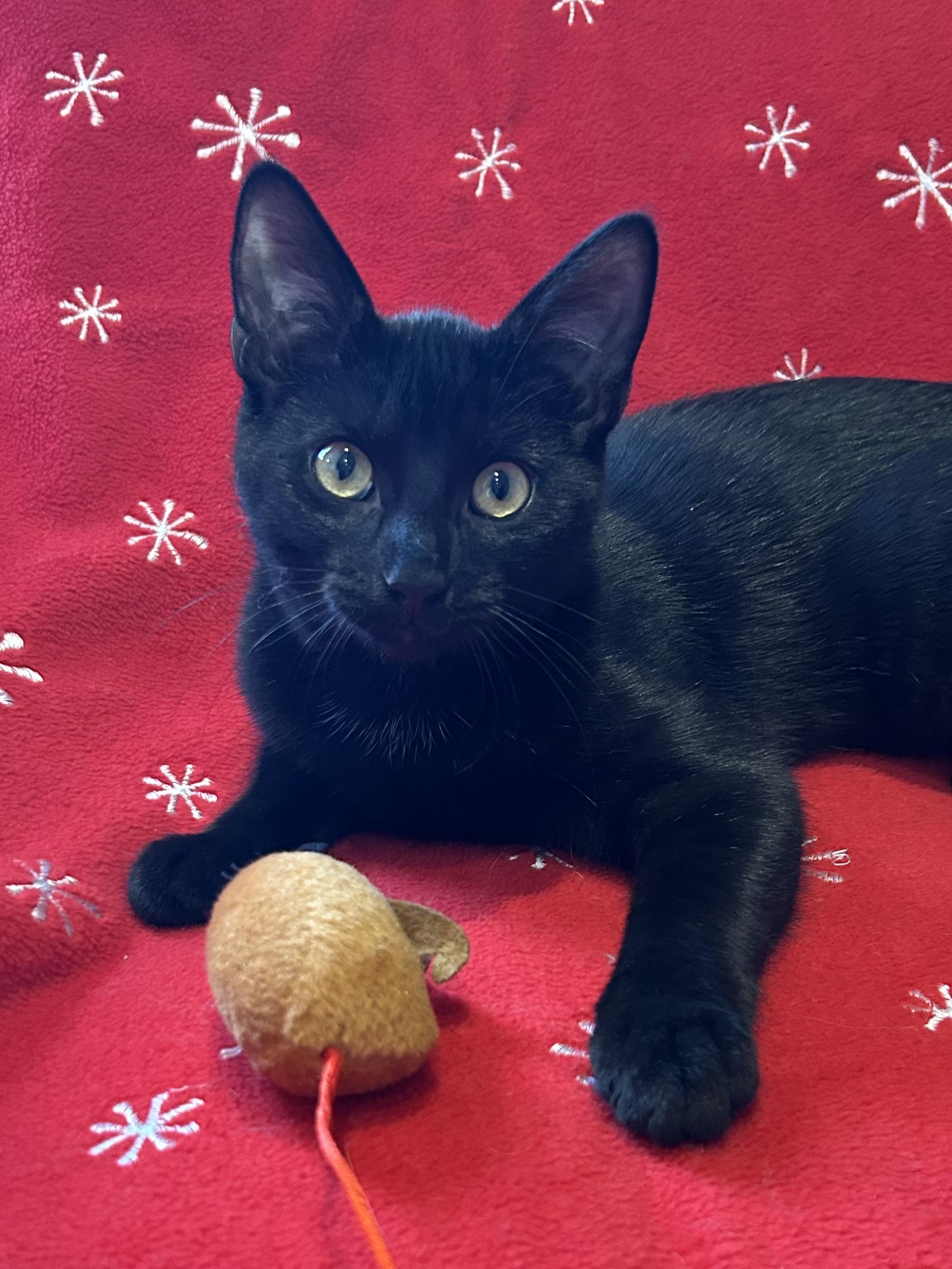Enlarge Licorice, a Adoptable Domestic Short Hair in Decatur, IL image 2/6