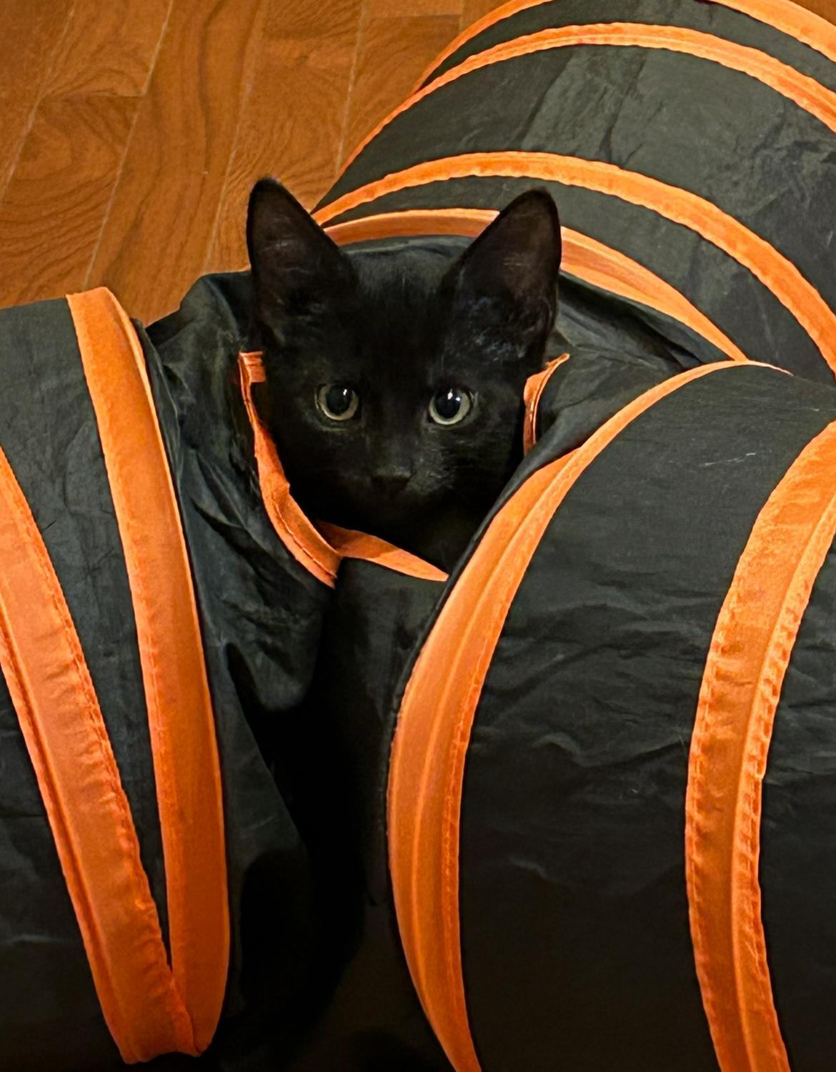 Enlarge Licorice, a Adoptable Domestic Short Hair in Decatur, IL image 3/6