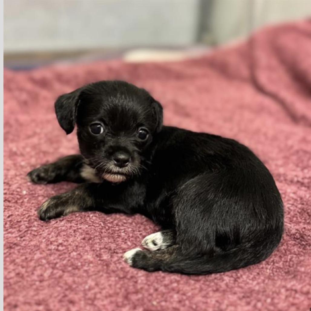 Gizmo, Adoptable, Puppy Male Mixed Breed.