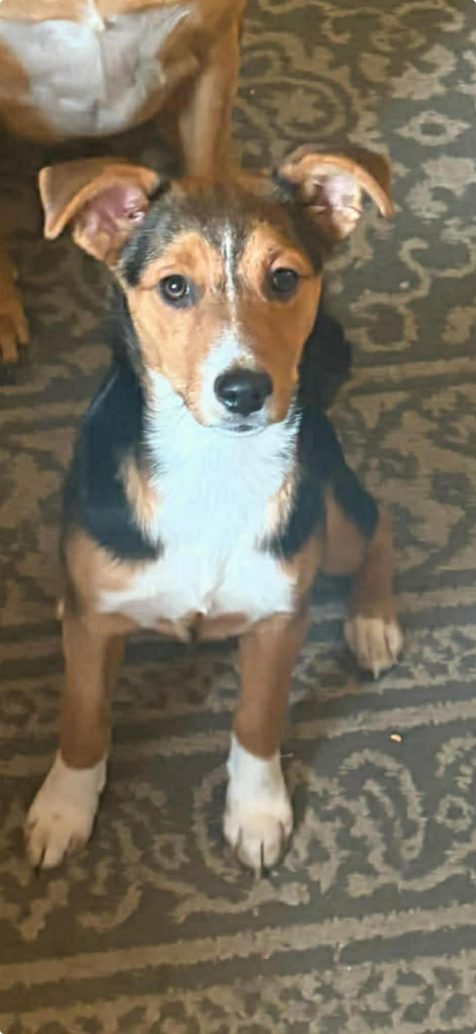 Penny, ADOPTABLE, Young Female Jack Russell Terrier.