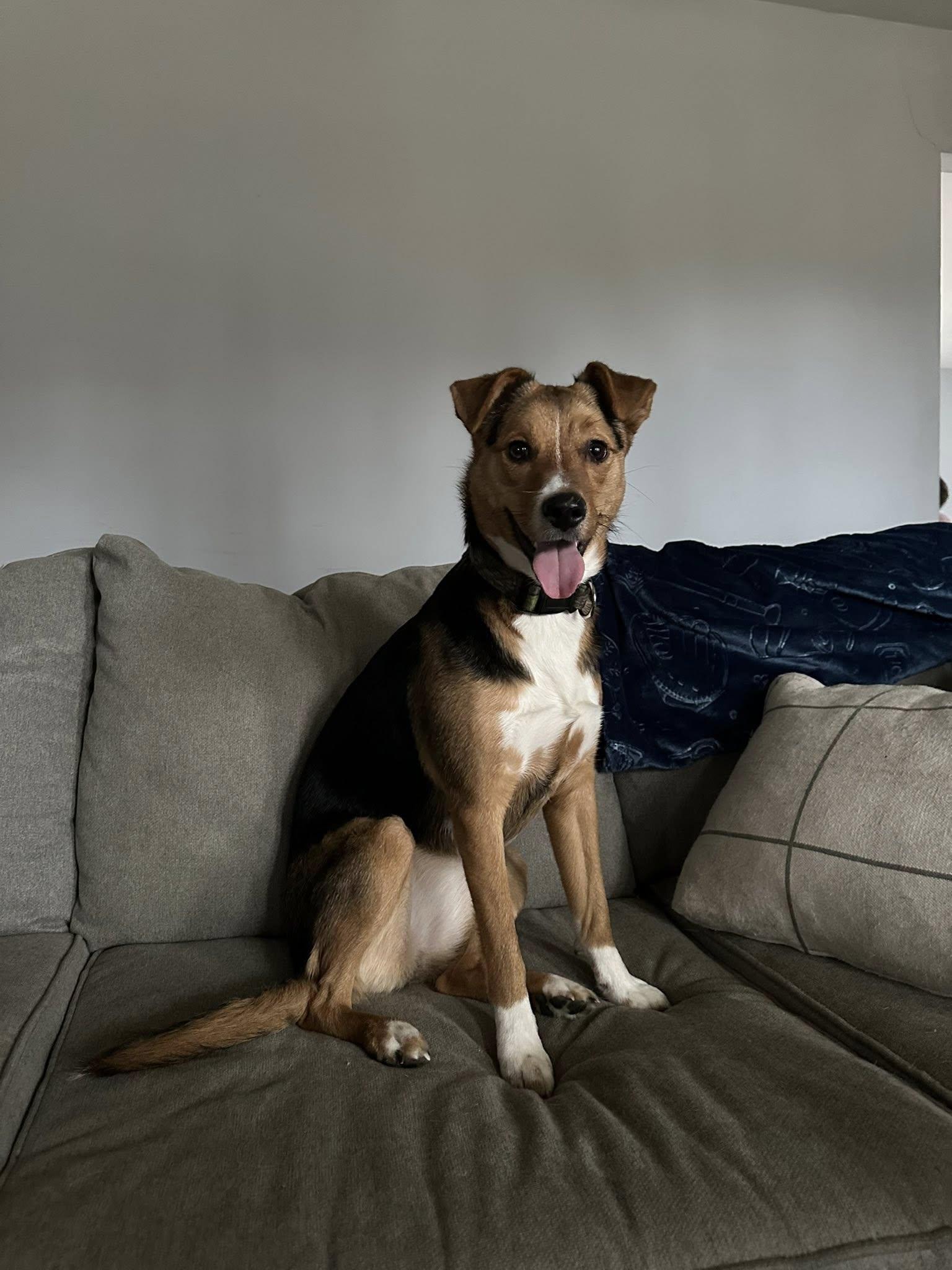 Enlarge Penny, a ADOPTABLE mixed breed in Marlton, NJ image 2/3