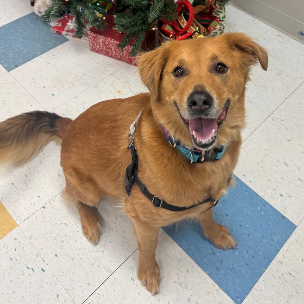 Oakley (Courtesy Posting), Adoptable, Adult Male Golden Retriever & Mixed Breed.