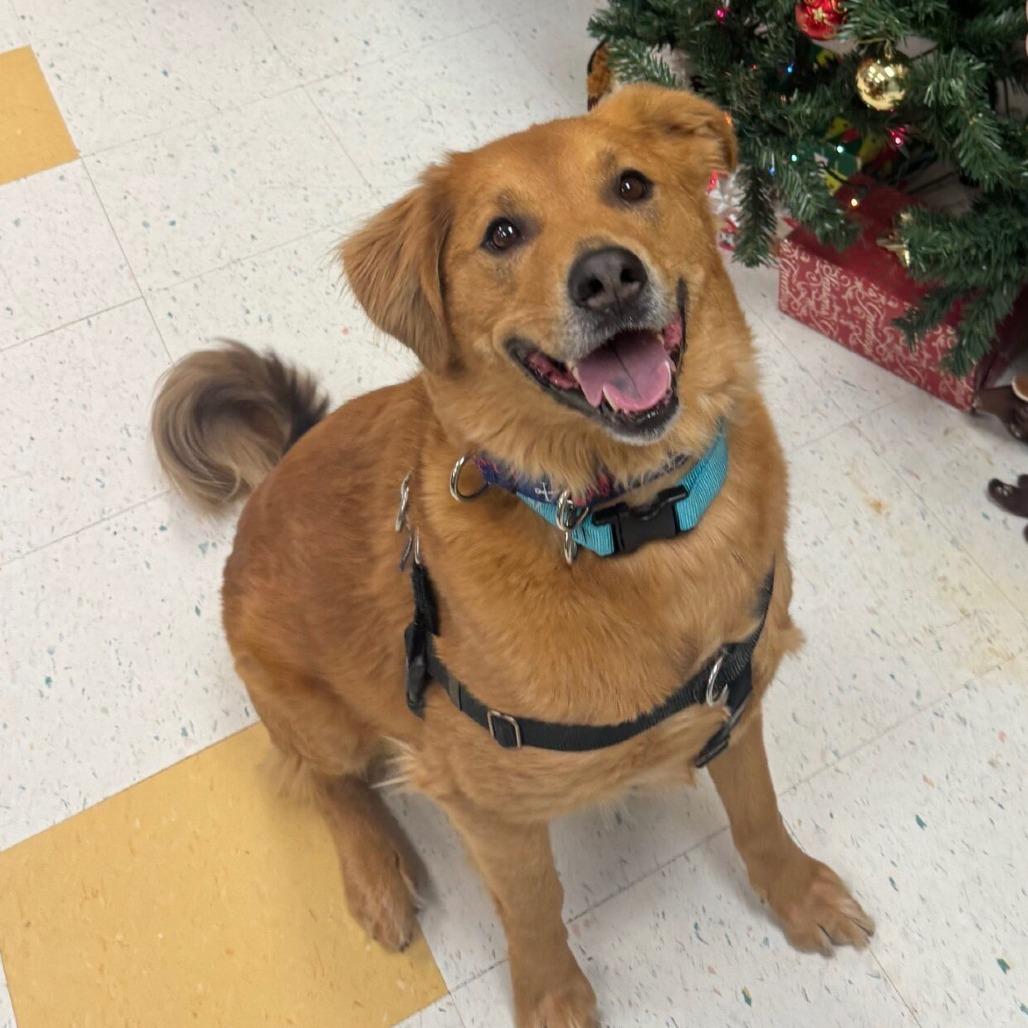 Enlarge Oakley (Courtesy Posting), a Adoptable mixed breed in Hopkinton, MA image 2/3