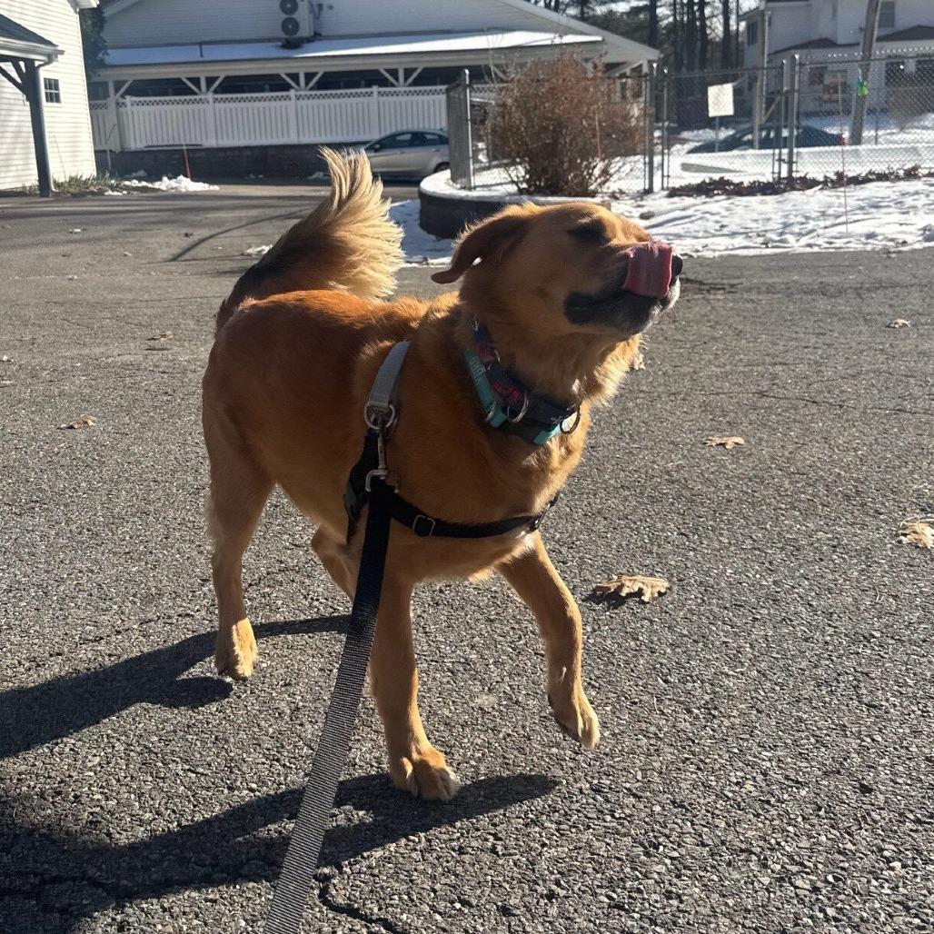Enlarge Oakley (Courtesy Posting), a Adoptable mixed breed in Hopkinton, MA image 3/3