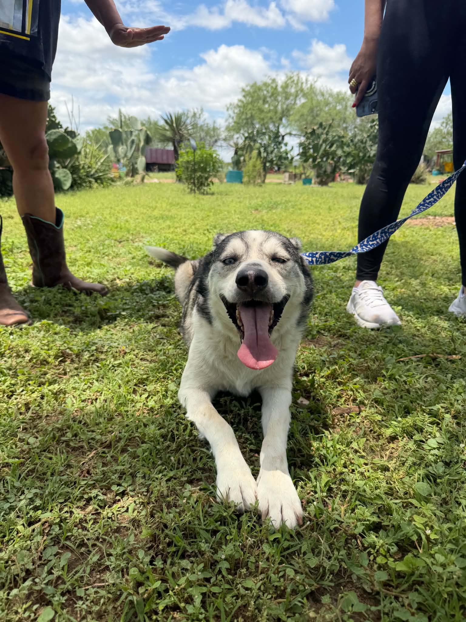 Enlarge Creed, a Adoptable Husky in Woodstock, ON image 3/3