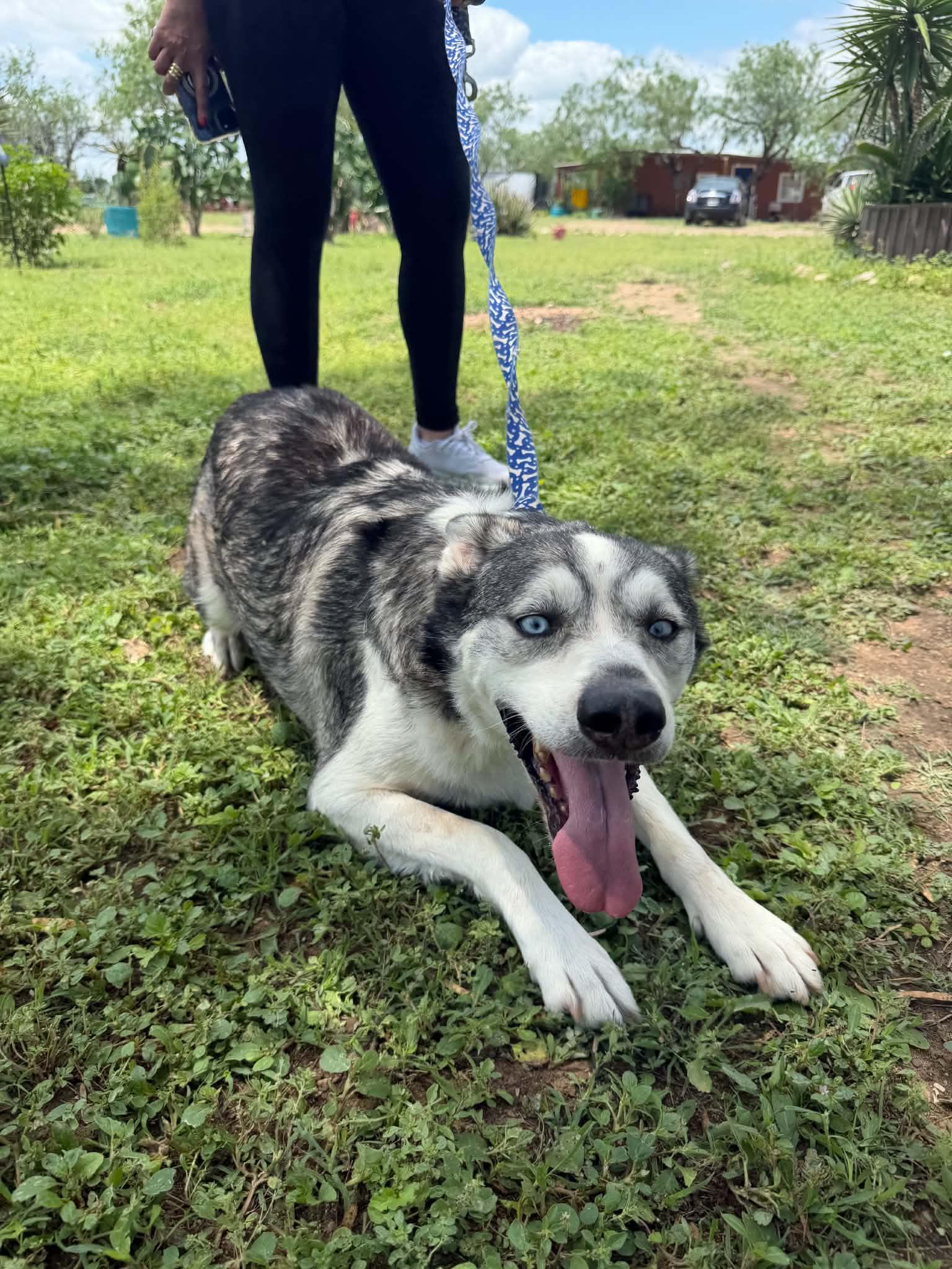 Creed, Adoptable, Adult Male Husky.