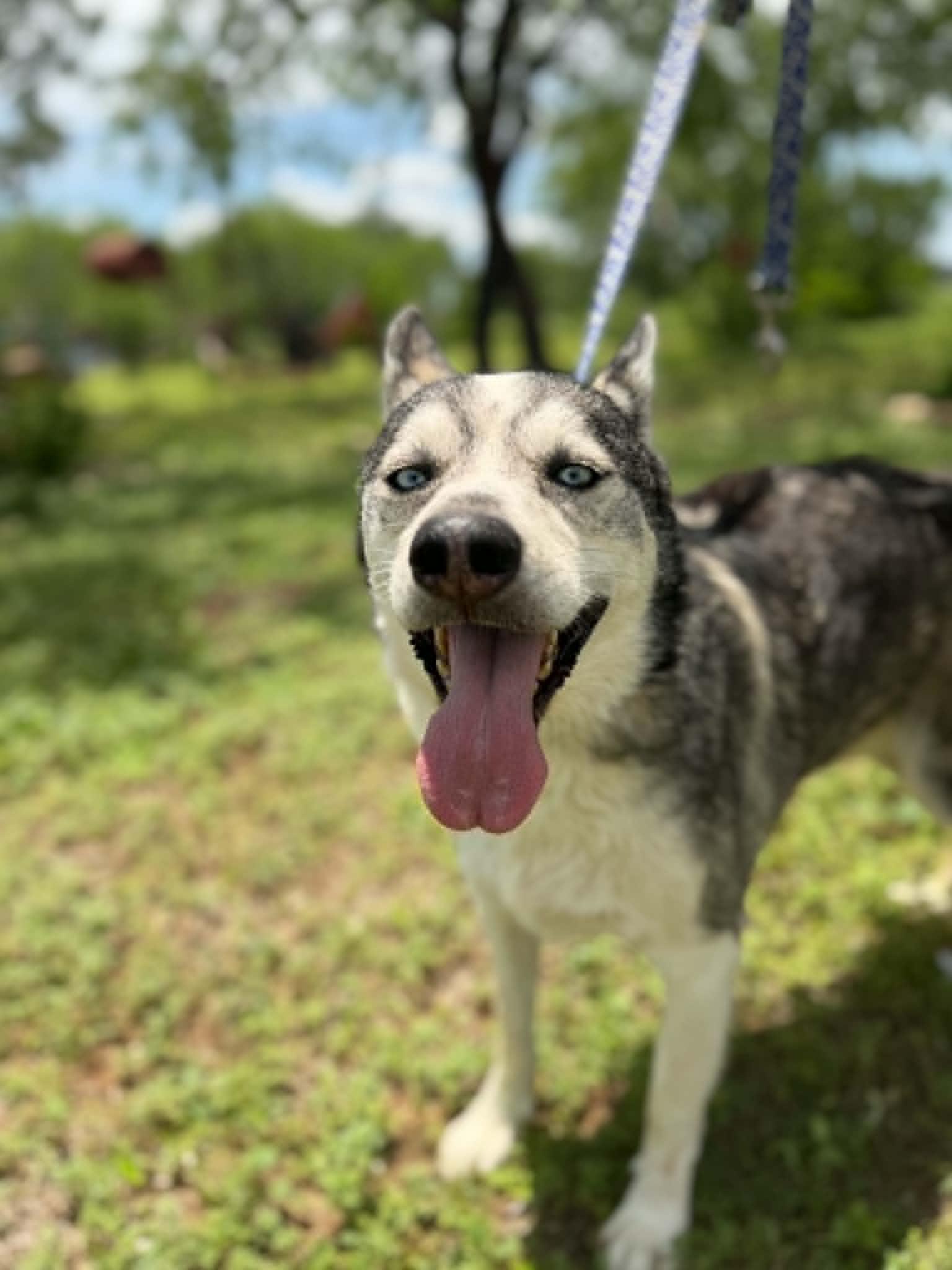 Enlarge Creed, a Adoptable Husky in Woodstock, ON image 2/3