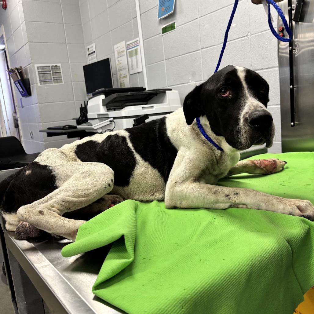 Theodore, Adoptable, Adult Male Great Dane & Mixed Breed.