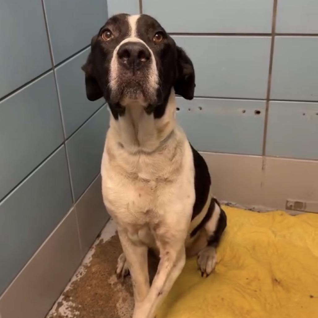 Enlarge Theodore, a Adoptable mixed breed in Pearland, TX image 2/3