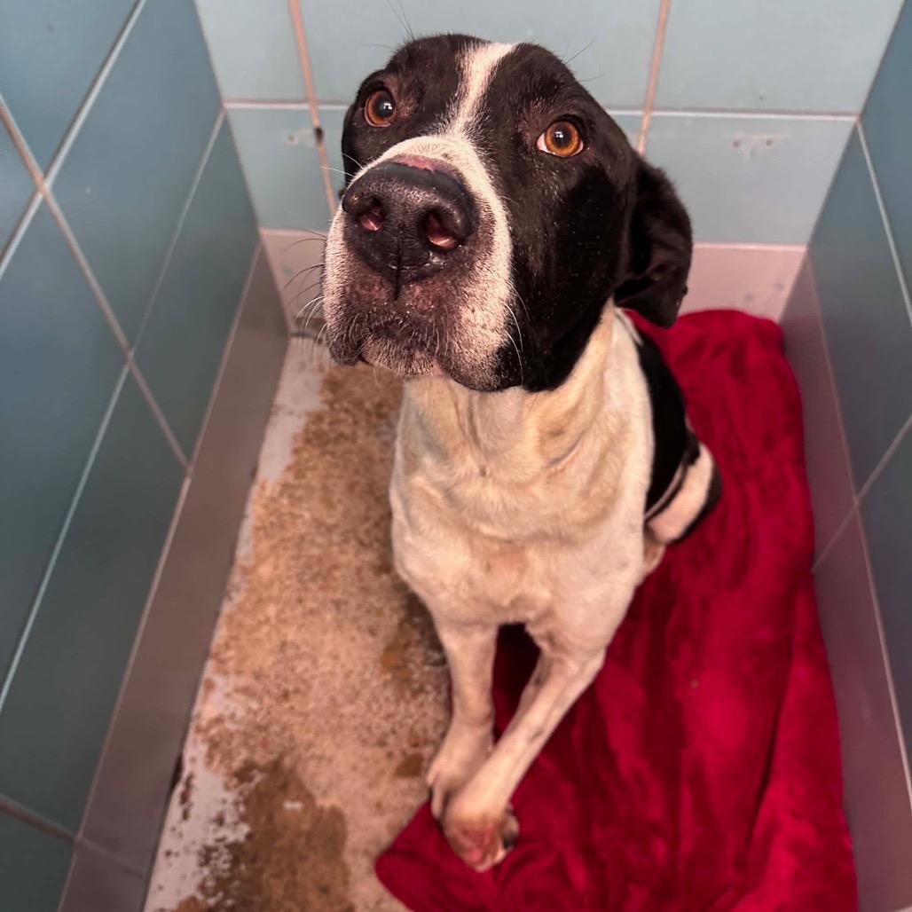Enlarge Theodore, a Adoptable mixed breed in Pearland, TX image 3/3