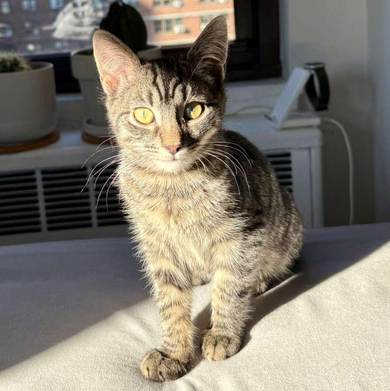 Enlarge Pee Wee, a ADOPTABLE Domestic Short Hair in New York, NY image 1/6