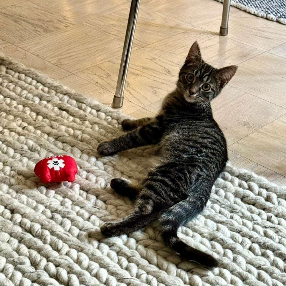 Enlarge Pee Wee, a ADOPTABLE Domestic Short Hair in New York, NY image 4/6