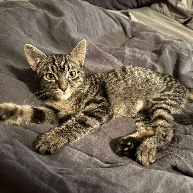 Enlarge Pee Wee, a ADOPTABLE Domestic Short Hair in New York, NY image 5/6