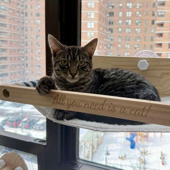 Enlarge Pee Wee, a ADOPTABLE Domestic Short Hair in New York, NY image 6/6