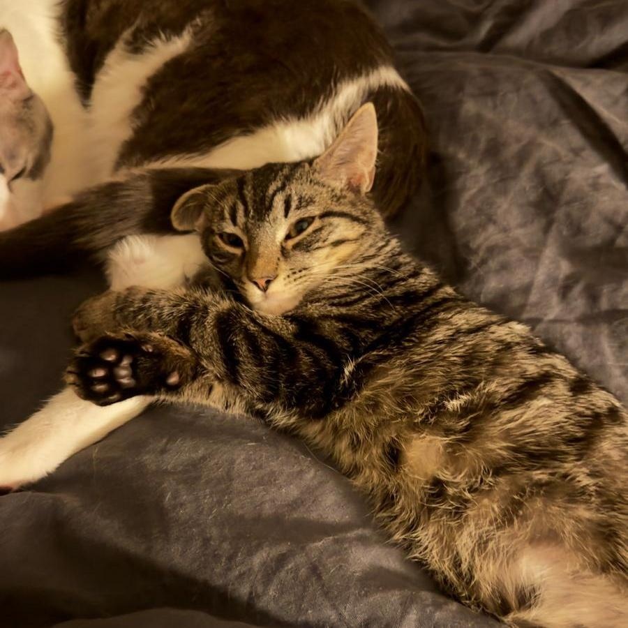 Enlarge Pee Wee, a ADOPTABLE Domestic Short Hair in New York, NY image 3/6