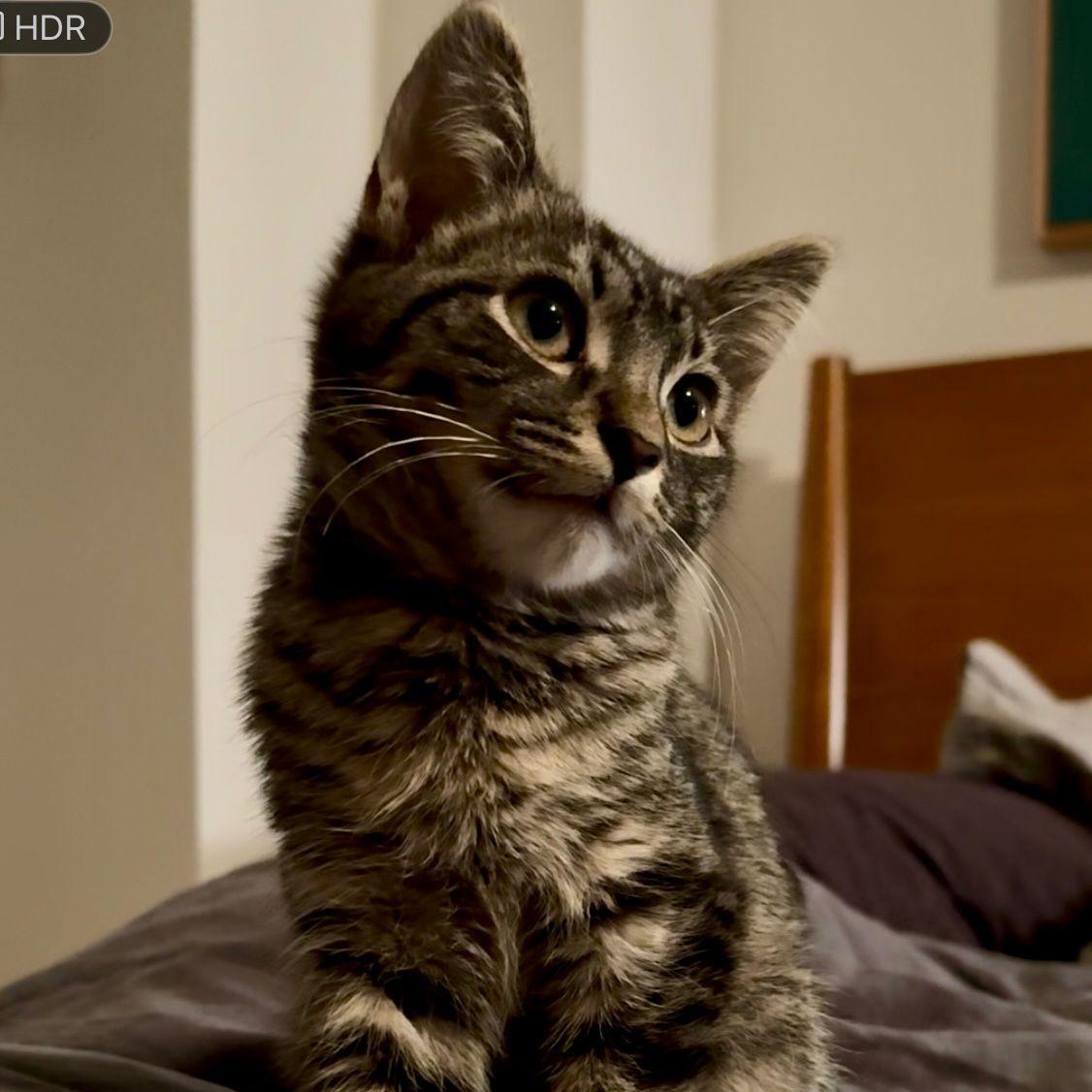 Enlarge Pee Wee, a ADOPTABLE Domestic Short Hair in New York, NY image 2/6