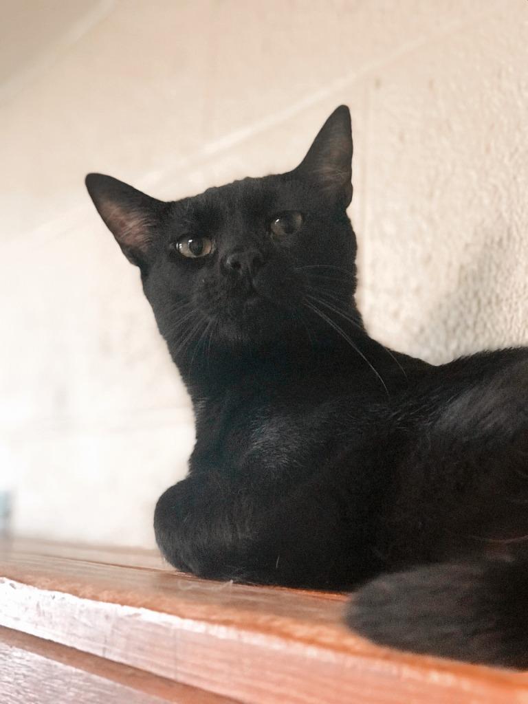 Scooby Doo, Adoptable, Adult Male Domestic Short Hair.