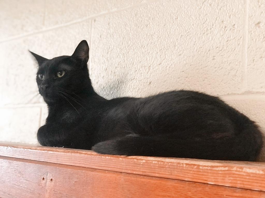 Enlarge Scooby Doo, a Adoptable mixed breed in Effingham, IL image 3/6