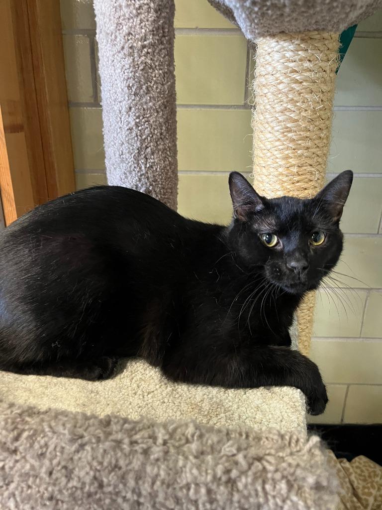 Enlarge Scooby Doo, a Adoptable mixed breed in Effingham, IL image 5/6