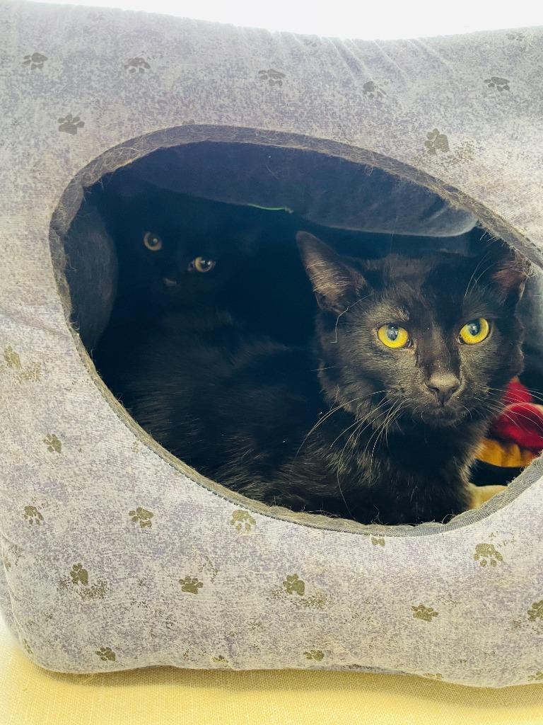 Enlarge Scooby Doo, a Adoptable mixed breed in Effingham, IL image 6/6