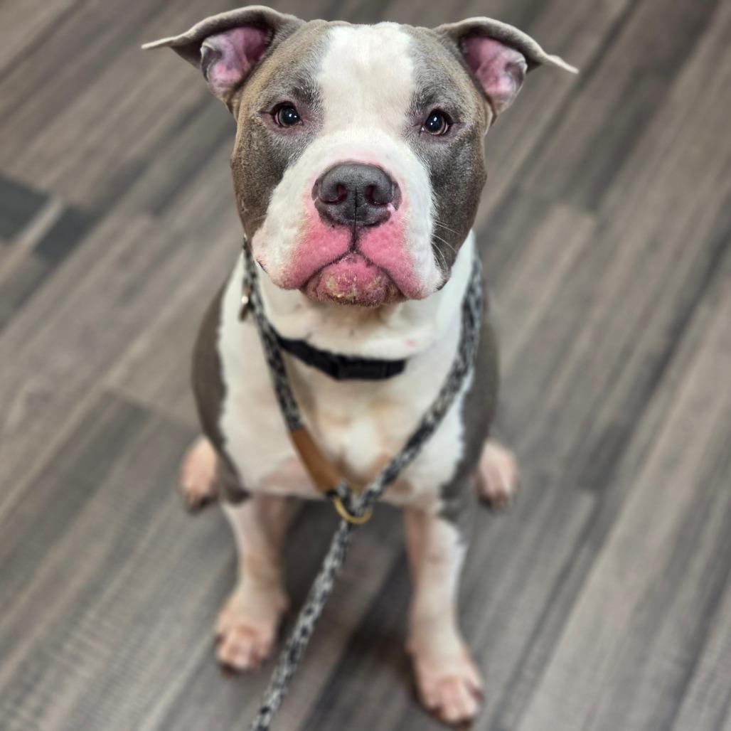 Enlarge Blue, a Adoptable Mixed Breed in Sarasota, FL image 1/1