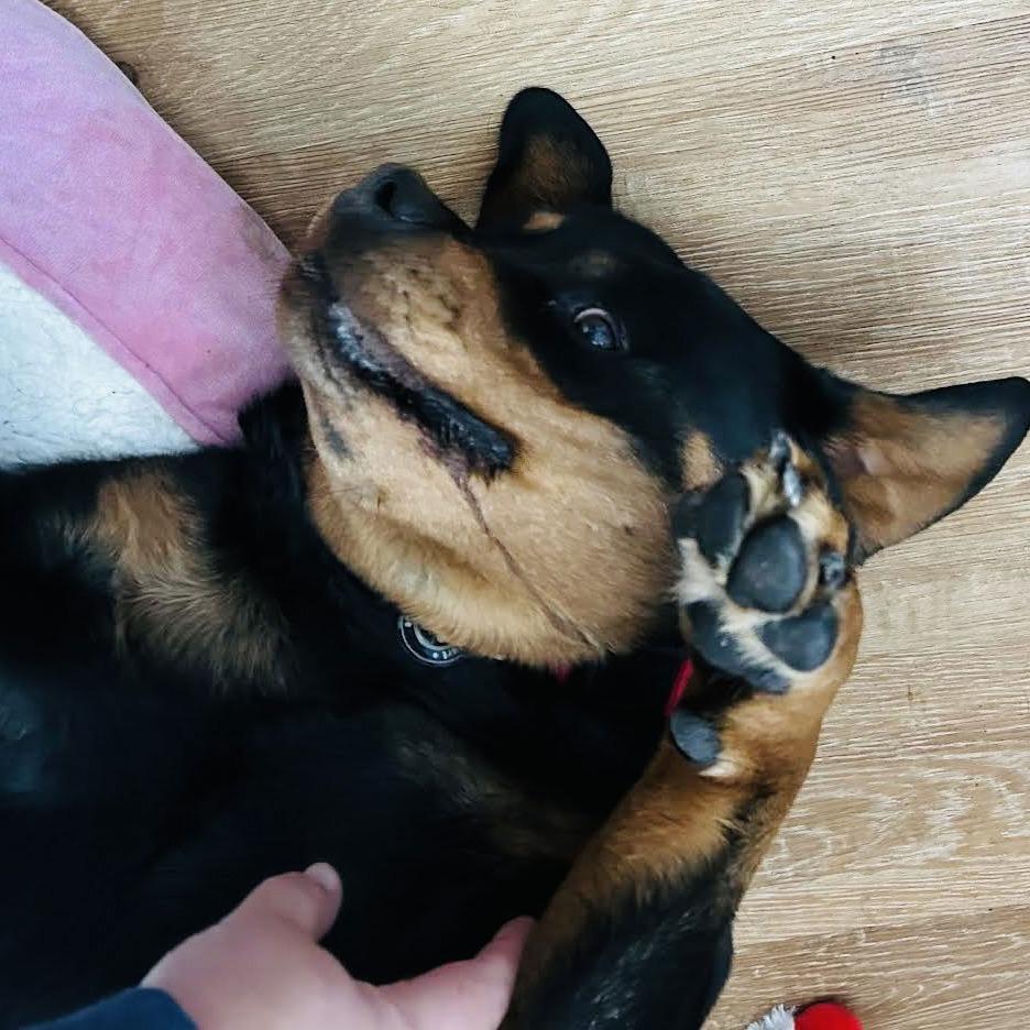 Enlarge Queenie D10415, a Adoptable Rottweiler in Princeton, MN image 1/6
