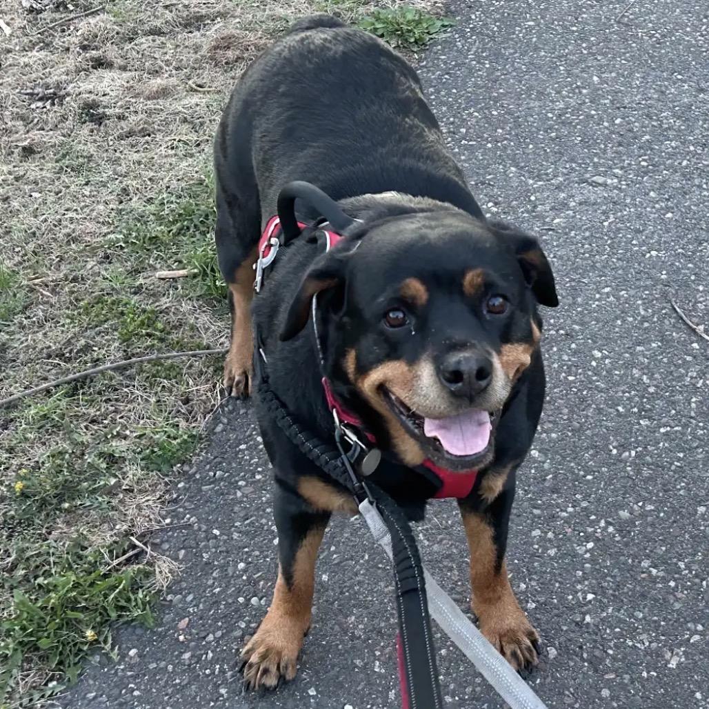 Enlarge Queenie D10415, a Adoptable Rottweiler in Princeton, MN image 2/6