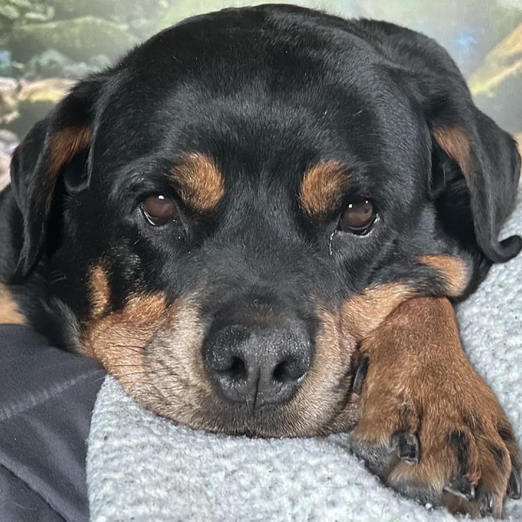 Enlarge Queenie D10415, a Adoptable Rottweiler in Princeton, MN image 3/6