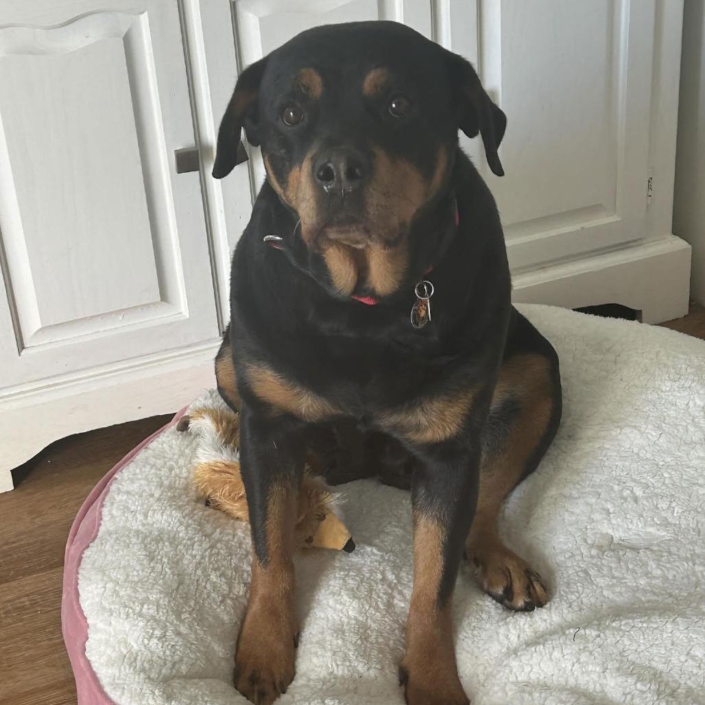 Enlarge Queenie D10415, a Adoptable Rottweiler in Princeton, MN image 4/6