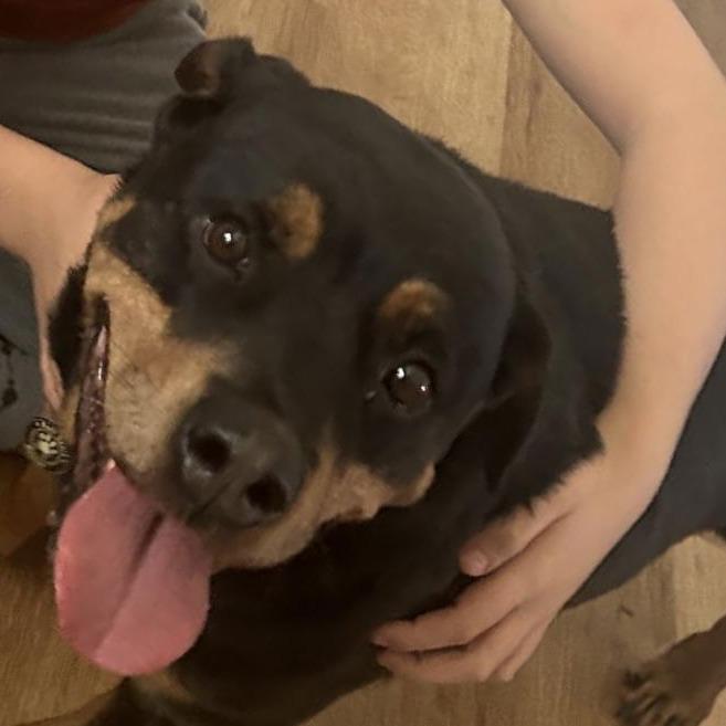 Enlarge Queenie D10415, a Adoptable Rottweiler in Princeton, MN image 5/6