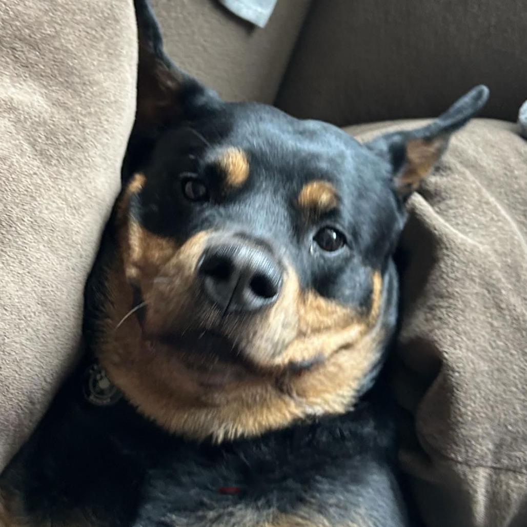 Enlarge Queenie D10415, a Adoptable Rottweiler in Princeton, MN image 6/6