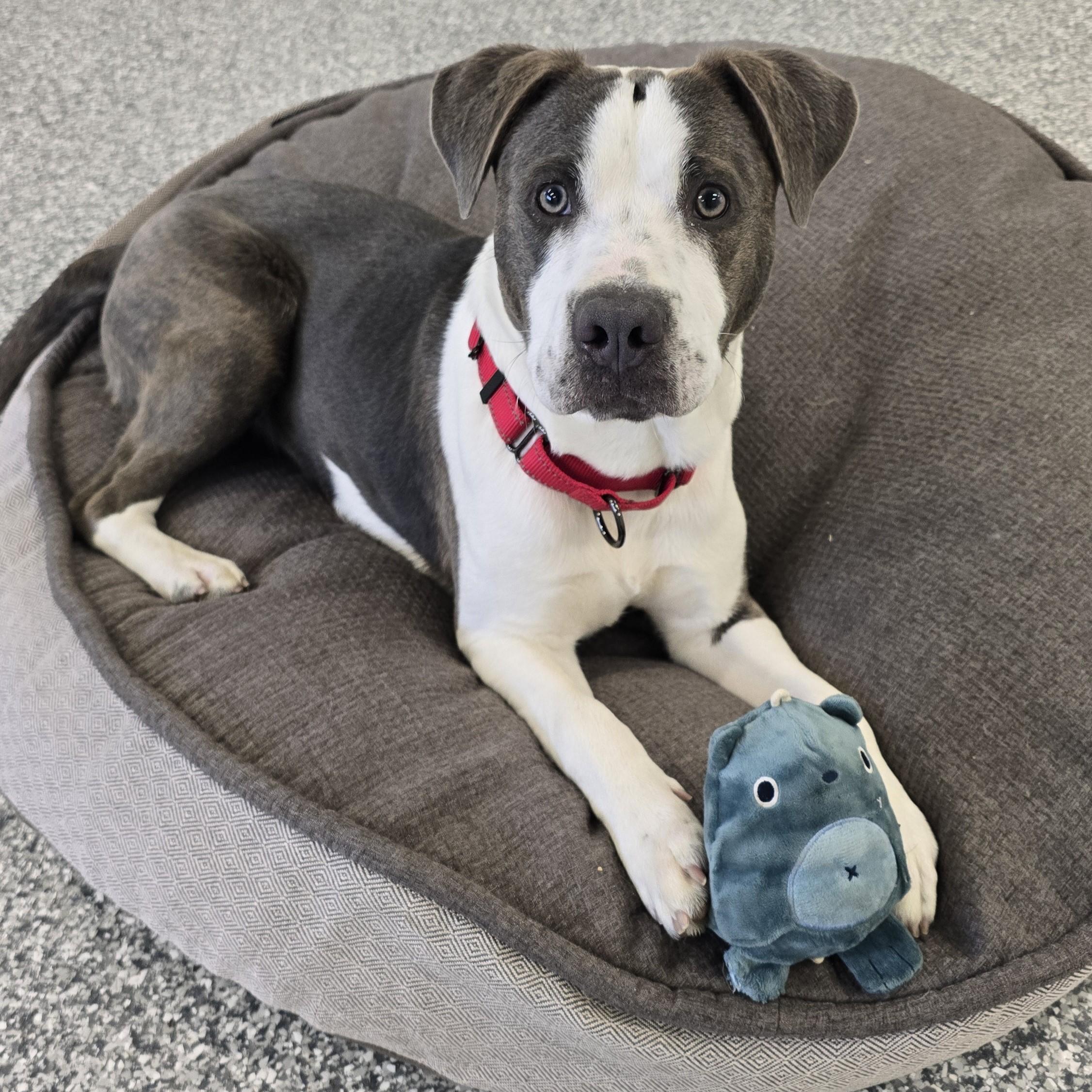 Enlarge Yoshi, a ADOPTABLE mixed breed in Nashville, TN image 3/6