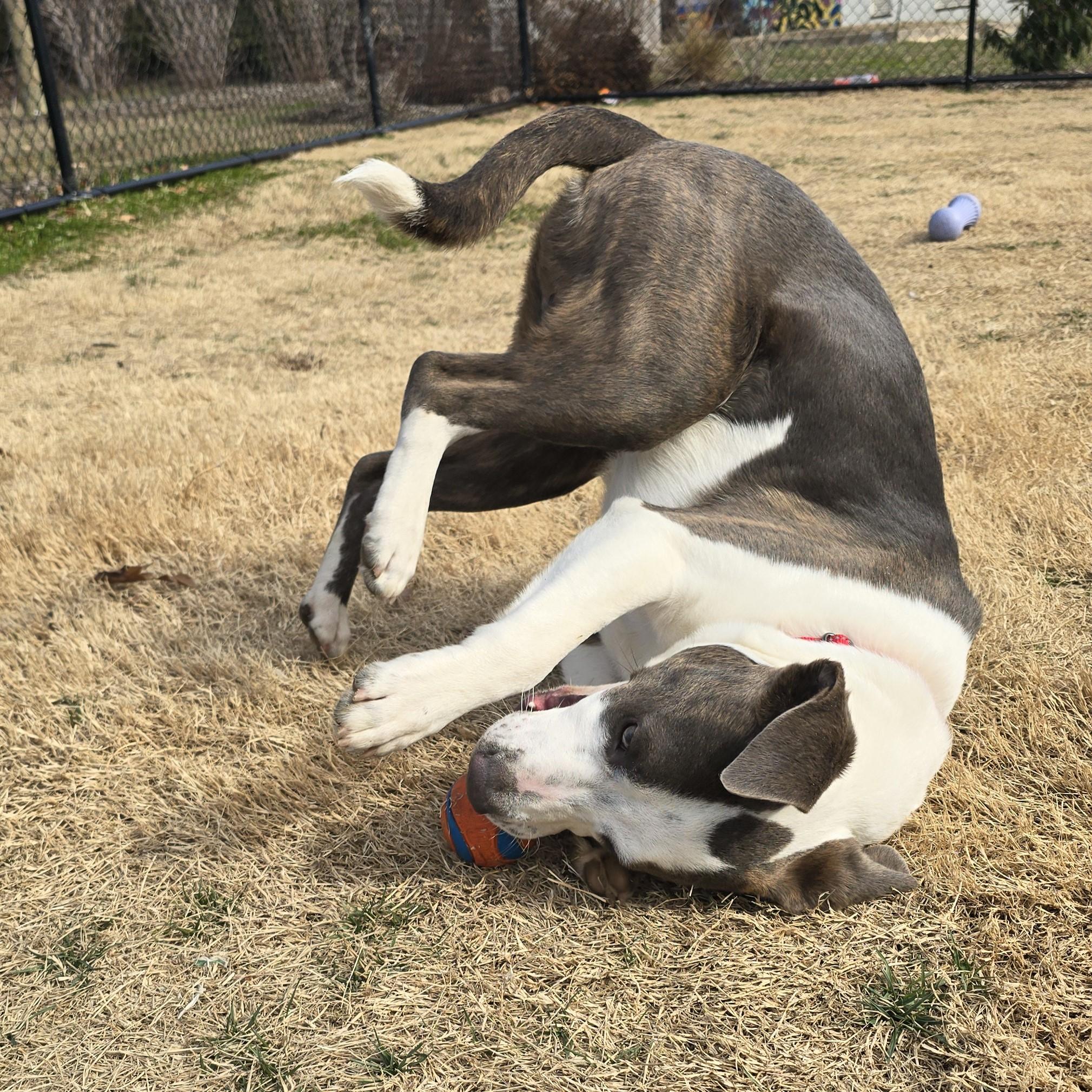 Enlarge Yoshi, a ADOPTABLE mixed breed in Nashville, TN image 5/6