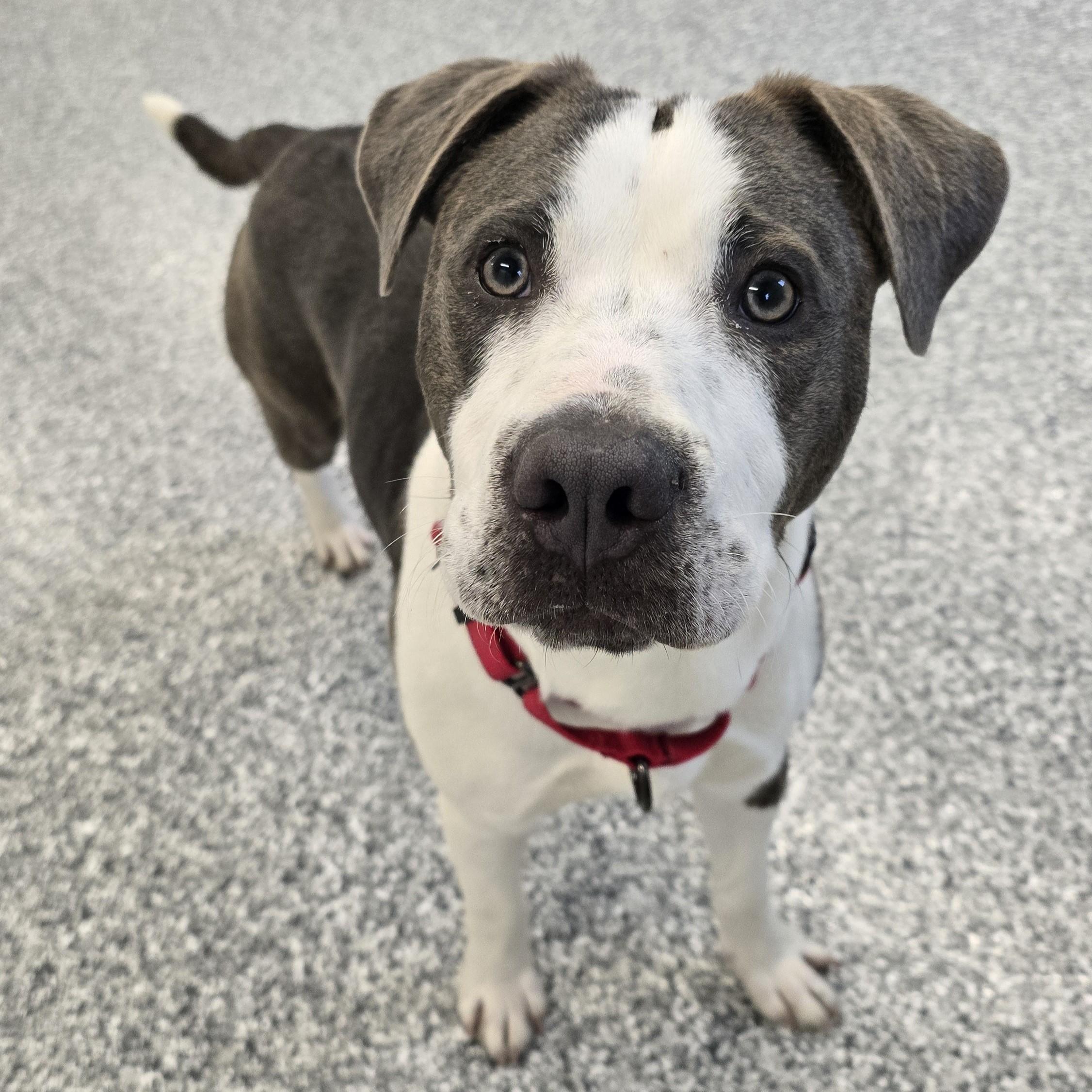 Enlarge Yoshi, a ADOPTABLE mixed breed in Nashville, TN image 1/6