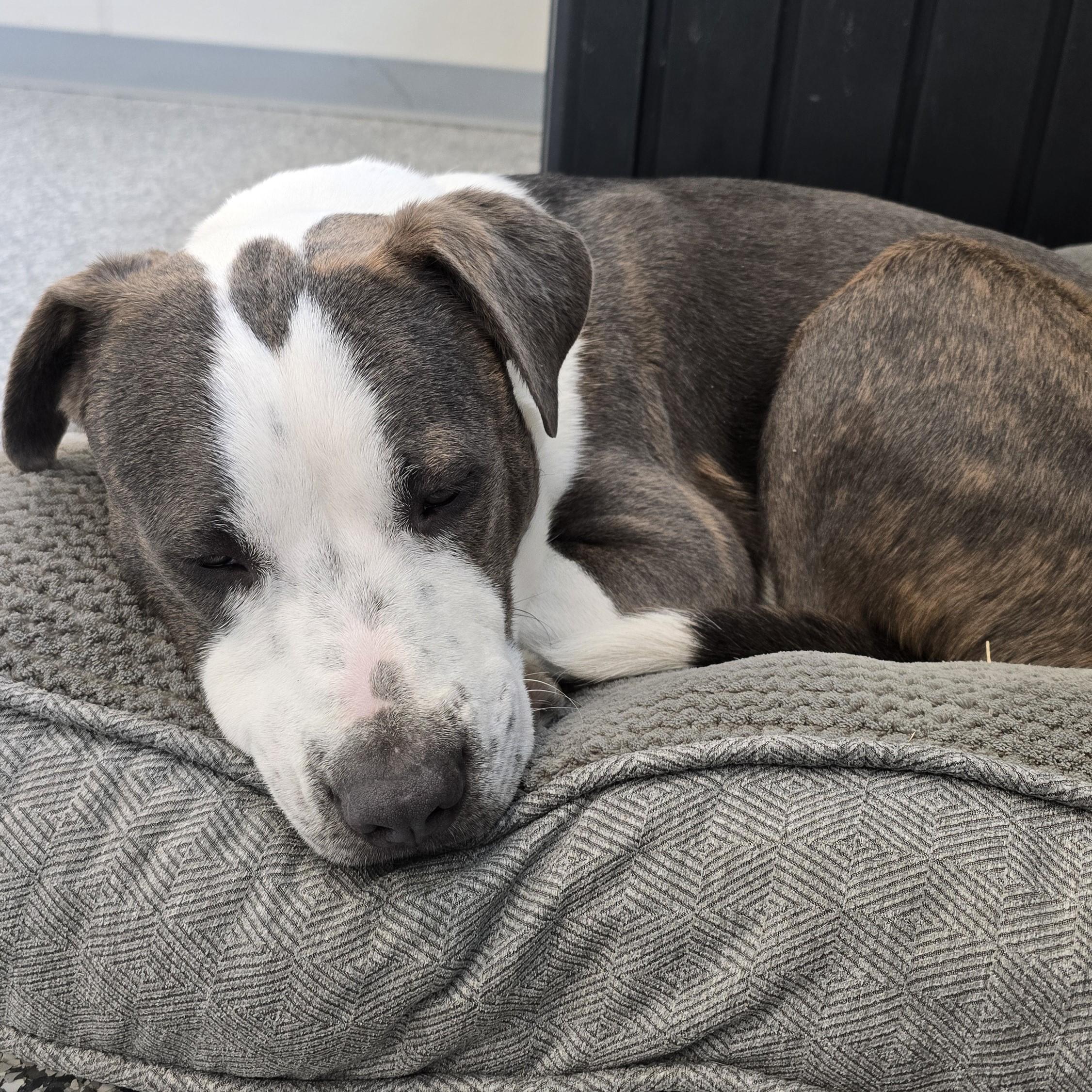 Enlarge Yoshi, a ADOPTABLE mixed breed in Nashville, TN image 6/6